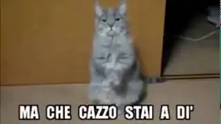 Ma che cazzo stai a dì ???