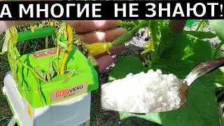 Огурцы слаще МЕДА! Делают раствор для подкормки Огурцов. Измельчитель садовый REDVERG RD-GS2800