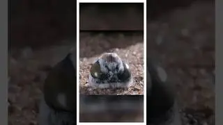 Самки этих пчел теряют головы при виде самцов