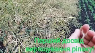Мій перший ріпак!// Досвід вирощування без ріст регуляторів!