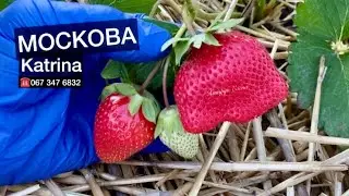 Крупноплодная клубника МОСКОВА Karrita//Купить саженцы клубники почтой по Украине