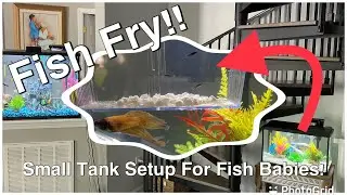 How I Instant Cycled a 10 Gallon Fresh Water Fish Tank!!