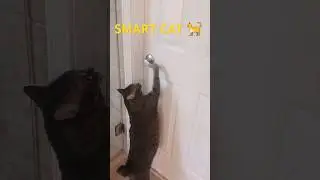 Cat Trick 