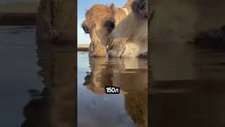 Что на самом деле внутри горба верблюда 🐫🤔 