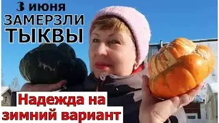 Сильный заморозок на 3 июня- замерзли тыквы, кабачки. Надежда на те, что посадила в снег