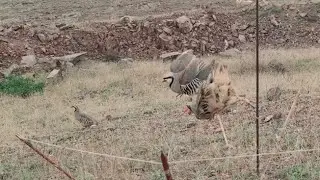 Шикори Кабк keklik avi Шикори Кабк на dağ chukar