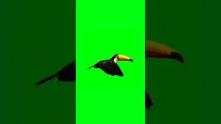 Toucan green screen flying video | chroma key 