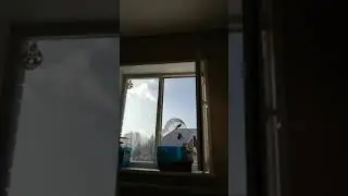 Ловля чечетку на западок, репла, щегла