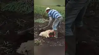 He put his dog in the mud for this reason 🥺❤️ 