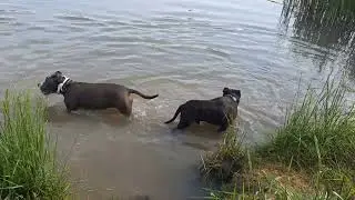 АМСТАФФ ХОЛЛИ И БЭК| ВЫХОДНЫЕ. ПЛАВАНЬЕ. ДАЧА #амстафф #pitbull #стаффорд