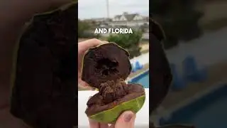 Chocolate Pudding Taste Fruit?!