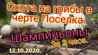 ШАМПИНЬОНЫ ПОЛЕВЫЕ. (ПЕЧЕРИЦЯ). НЕВЕРОЯТНАЯ ТИХАЯ ОХОТА В ЧЕРТЕ пос.Днепровский. 12.10.2020.