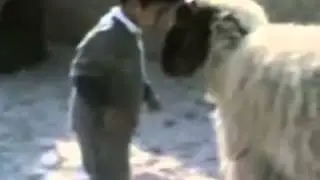 Koyunla VS Çocuk Kafa Atmaca