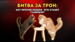Почему кошки более амбициозны, а коты предпочитают комфорт? #смешныекоты #приколыскотами #кошки