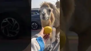 Camel Bites Into a Lemon and Instantly Regrets Everything 🍋🐫