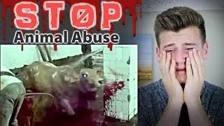 Reaction Time Reacts To ANIMAL CRUELTY/ABUSE Videos