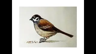 Как нарисовать воробья.