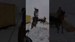 Зимние покатушки на лошадях 2024 