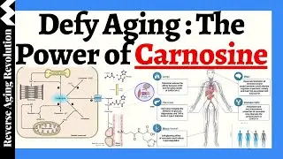 DEFY AGING - The Power Of Carnosine To Your Heart, Brain & Muscle!