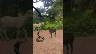 Baby Deer Snake And Lamb Eagle #shorts #youtubeshorts #shortsviral