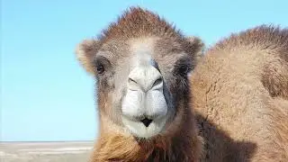 Звук верблюда # camel sound