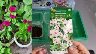 КАТАРАНТУС - Как сею и получаю 100 % всходы