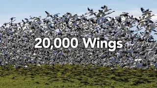 Skagit Valley Snow Geese 2024: Massive Flying Migration