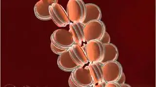 Nucleosome 3-D