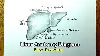 Human Liver anatomy drawing/ How to draw Liver Anatomy diagram in easy way