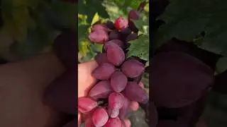 Виноград Коронный