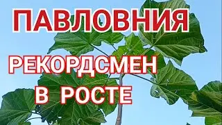 САМОЕ БЫСТРОРАСТУЩЕЕ ДЕРЕВО НА ПЛАНЕТЕ.                МОЙ РЕЗУЛЬТАТ(17.10.2024год)