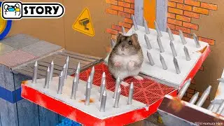 Hamster Escapes the Most Dangerous Prison Maze with Traps 🐹 Homura Ham Pets