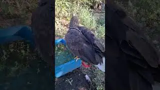Хрюня гоняет котейку 🤣🤣🤣 