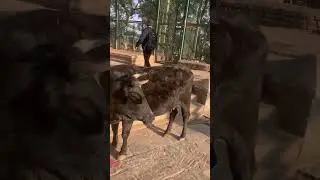 Pashupati to Ghuheshwoei Jada