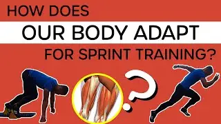 Want to get Faster? Sprint Training Adaptation - what happens to our body when we train?