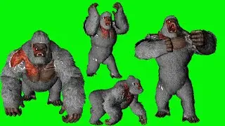 Gorilla Green Screen 3D Animation Video