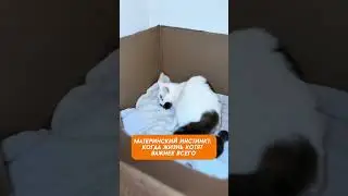 3 Способа Защитить Котят Как Мама Кошка