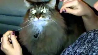 Cat Flossing Teeth