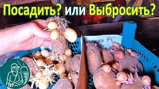Seed Potatoes for Free 🥔 Potato Minitubers without Planting in the Garden 🌿 Gordeev's Experiments