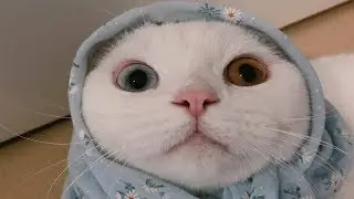 СМЕШНЫЕ КОТЫ 2019 видео про одного белого котика. Видео про котов