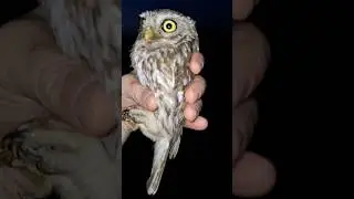 Домовой СЫЧ 🦉🦉🦉 Скоро на канале будет полное видео 🤘🤘🤘