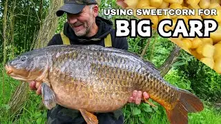 Using sweetcorn for BIG CARP - August 2024 vlog