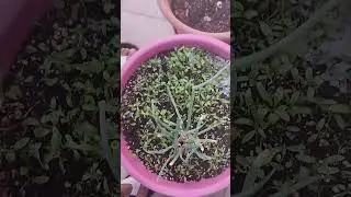असिनाले कौसी बाली झण्डै स्वाहा बनाएको