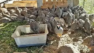 Кабк Keklik که و Partridge Chukar Кабкҳои Фарид Ферма дар  Московская область