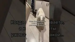 Ви не повірите, що така любов можлива..