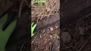 Металлокоп в глухом лесу. Находки радуют