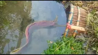 Best fish hunting basket with natural rainbow with bamboo object fish catching♥Amazing Nature♥