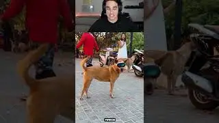 This Dog Has Apple Vision Pros 😱