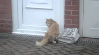 hilarious cat meow MUST WATCH