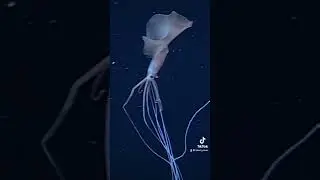 In our decades of ocean exploration, we’ve only come across Magnapinna one time!⁠ 🦑 #cephalopodweek